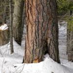 Red pine