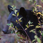 Black bear
