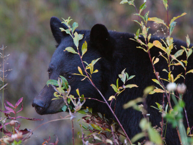 Black bear