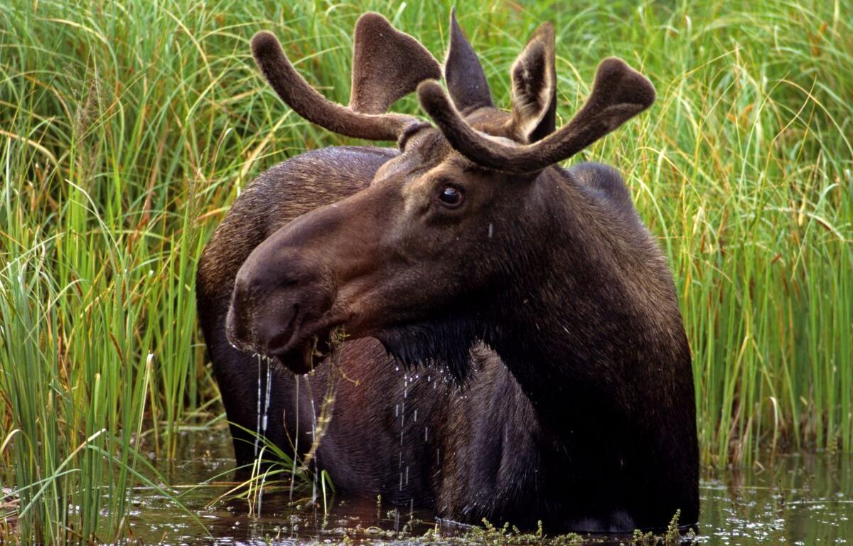 Moose in wetland