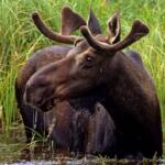Moose in wetland