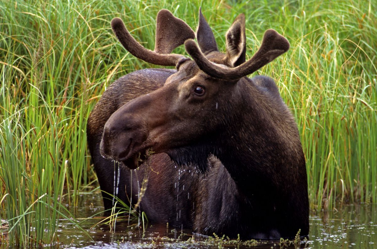 Moose in wetland