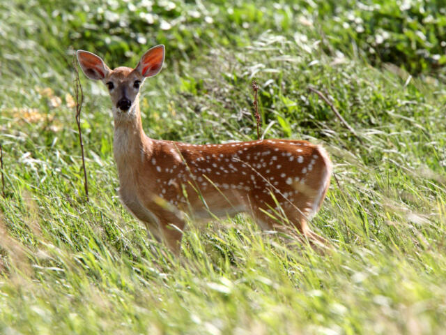 White-tailed deer fawn