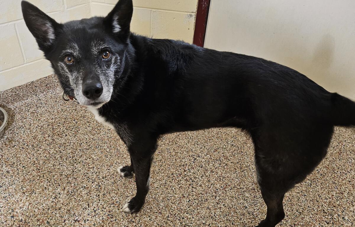 Djanjo the Siberian husky mix available for adoption at the Monadnock Humane Society.