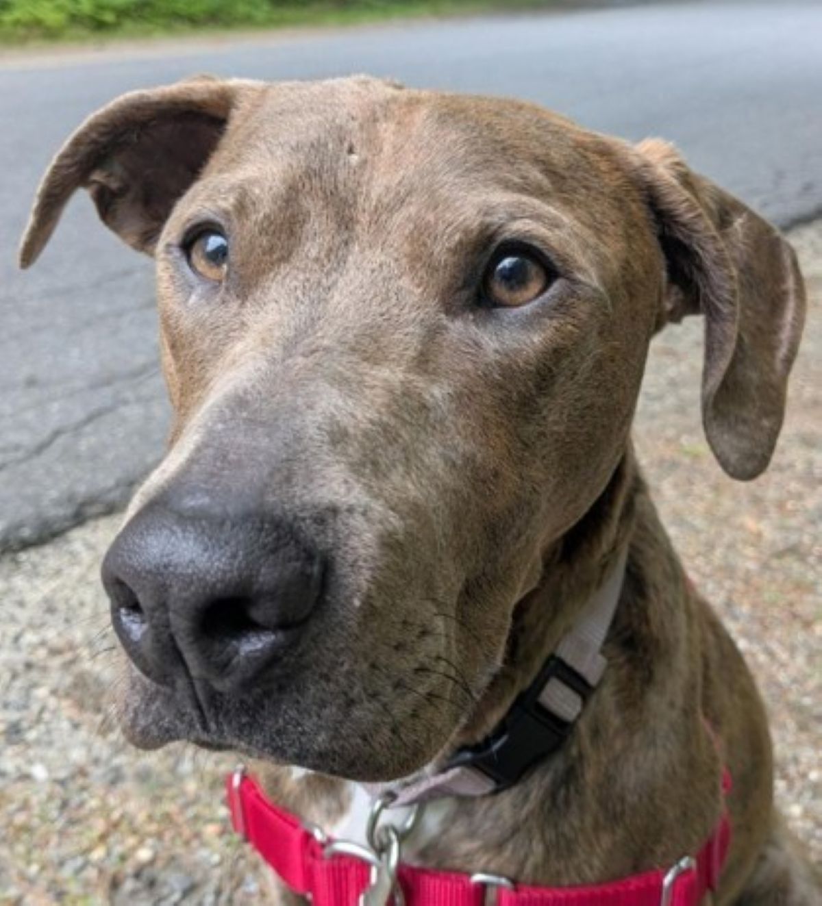 Charlie, up for adoption at the Monadnock Humane Society.