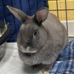 Layla, Pet of the Week