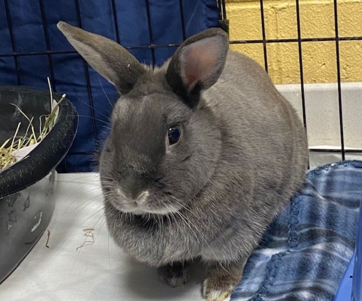 Layla, Pet of the Week