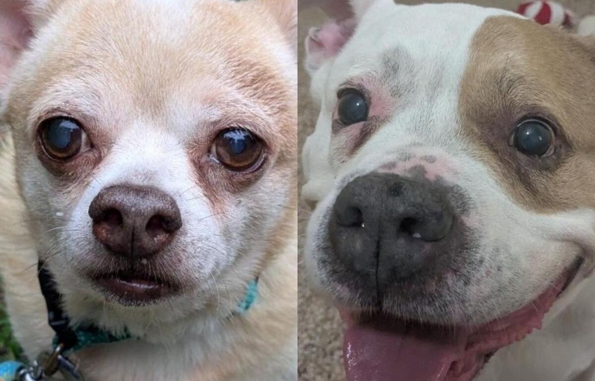 Pet of the Week Milo, a chihuahua; and Mia, a pit bull mix, up for adoption at MHS in Swanzey.