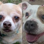 Pet of the Week Milo, a chihuahua; and Mia, a pit bull mix, up for adoption at MHS in Swanzey.