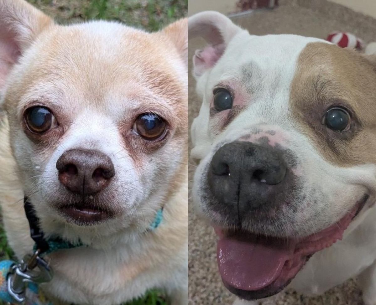 Pet of the Week Milo, a chihuahua; and Mia, a pit bull mix, up for adoption at MHS in Swanzey.