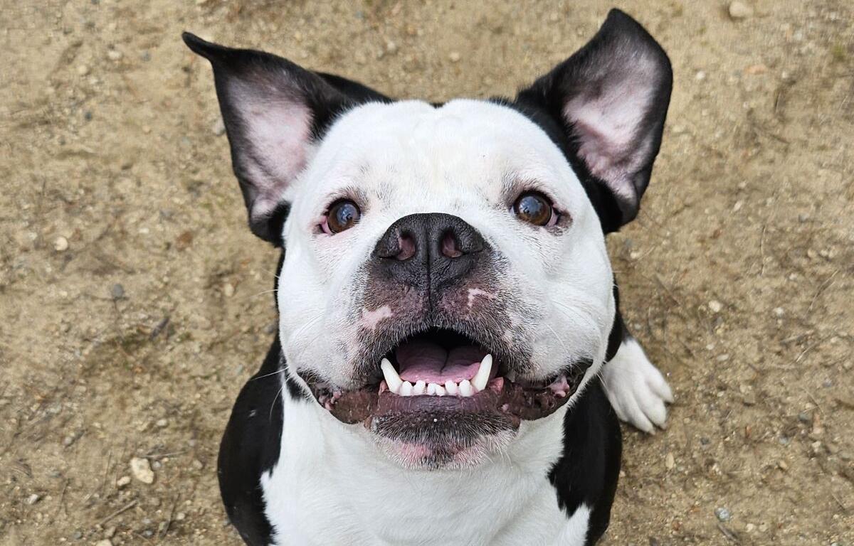 Gravey the pit bull mix