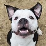 Gravey the pit bull mix