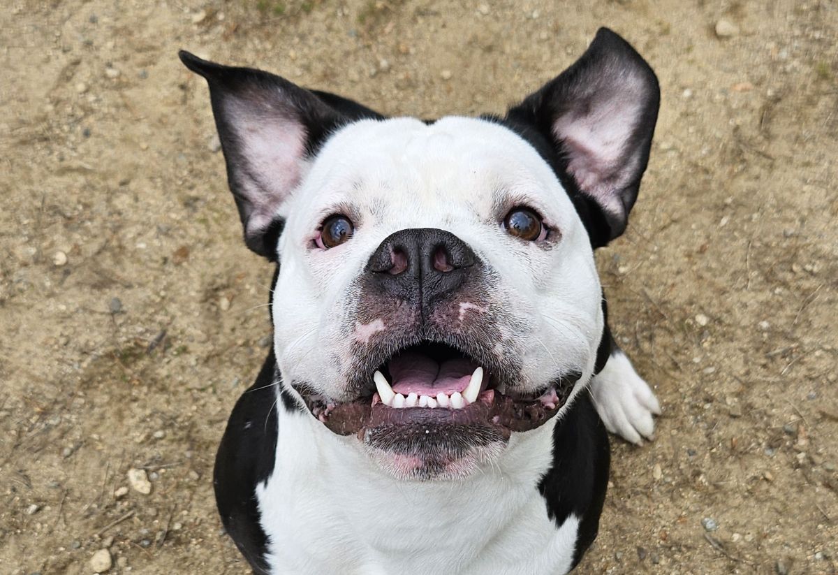 Gravey the pit bull mix