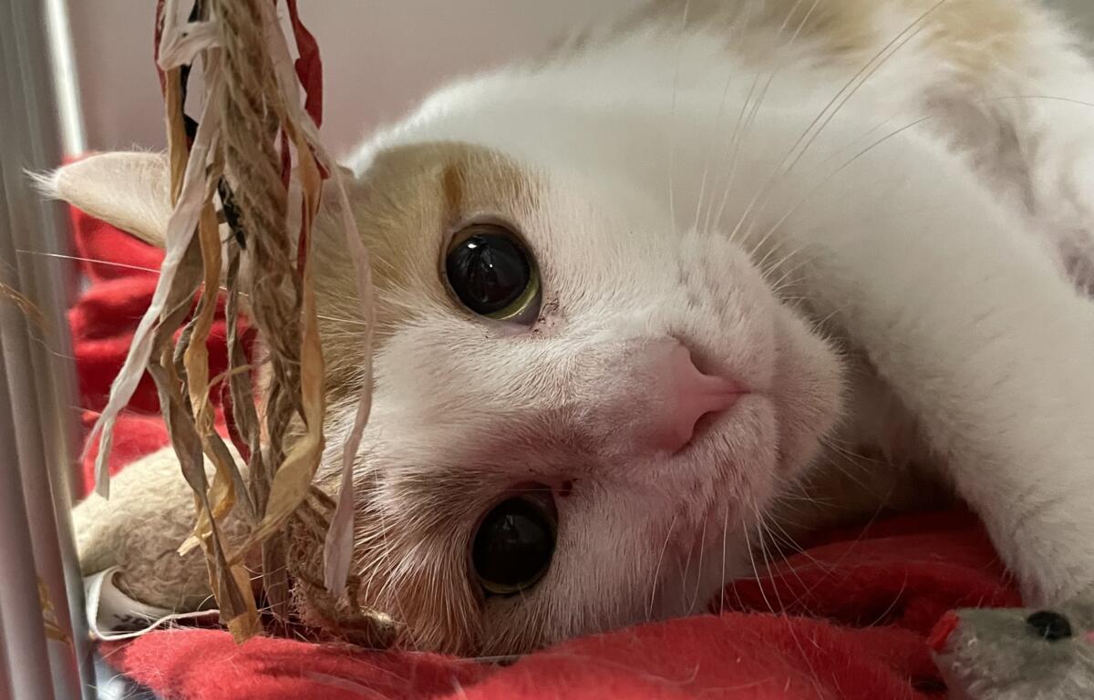 Ginger the cat up for adoption at MHS