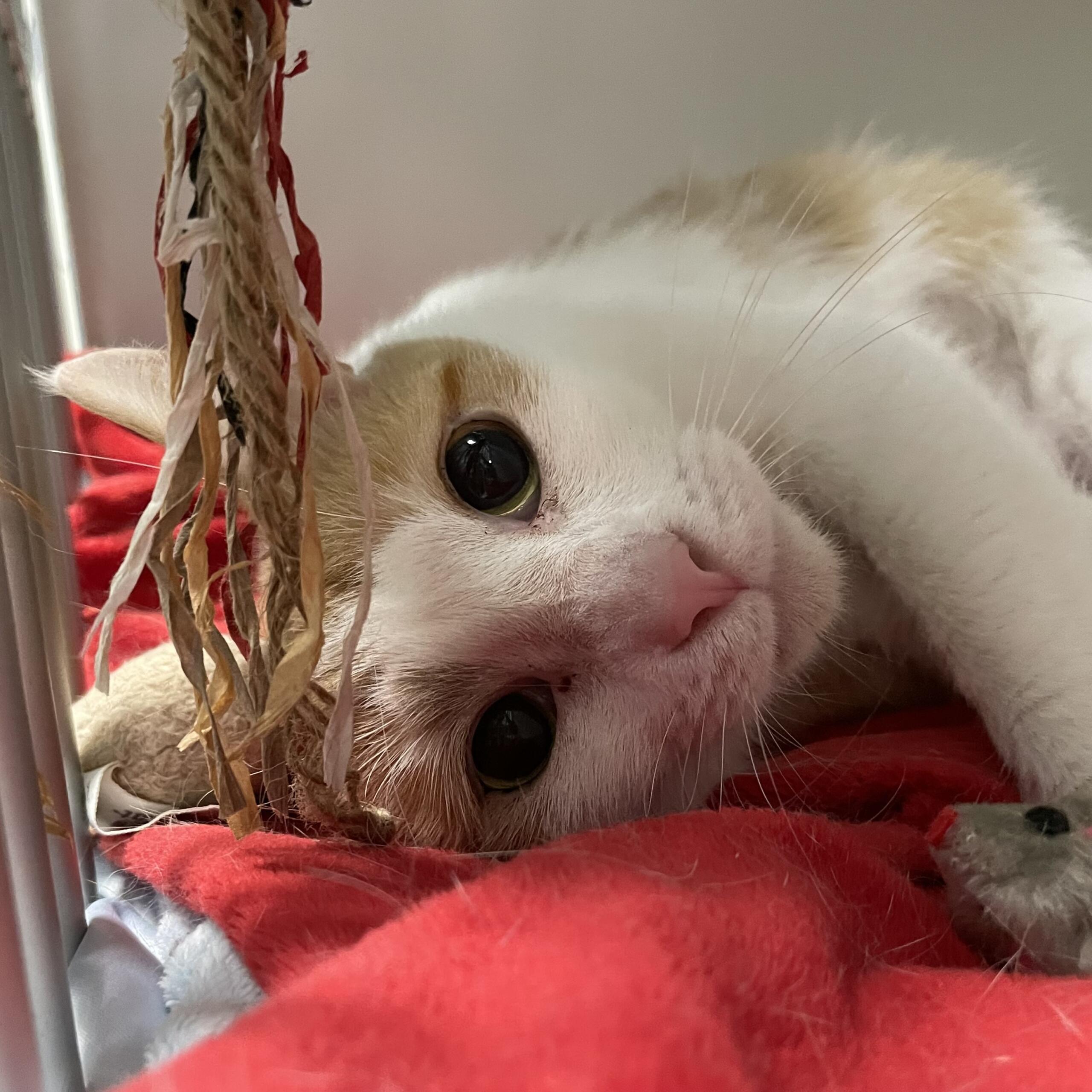 Ginger the cat up for adoption at MHS