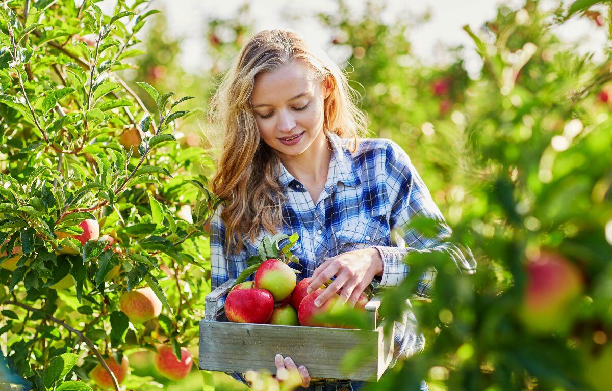 Apple picking