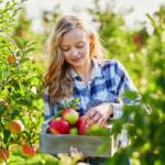 Apple picking