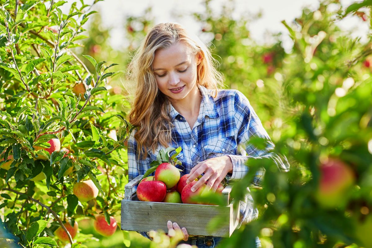 Apple picking