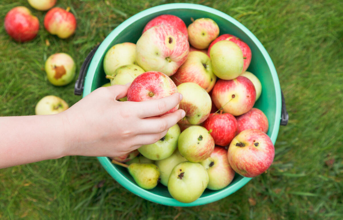 Apple picking