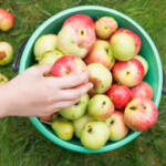 Apple picking