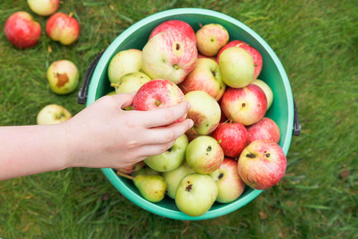 Apple picking