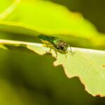 Emerald ash borer
