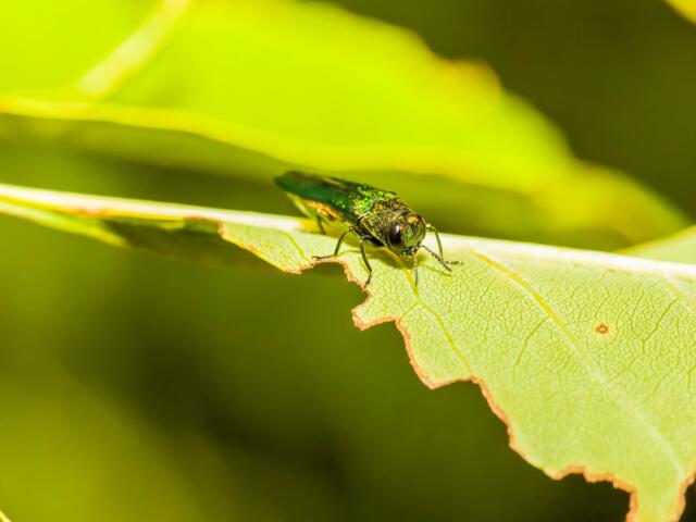 Emerald ash borer