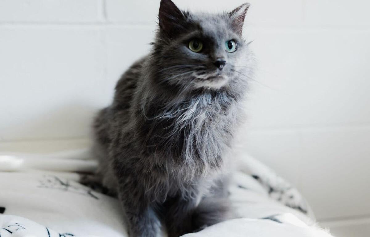 Winston the cat