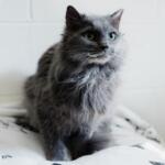 Winston the cat