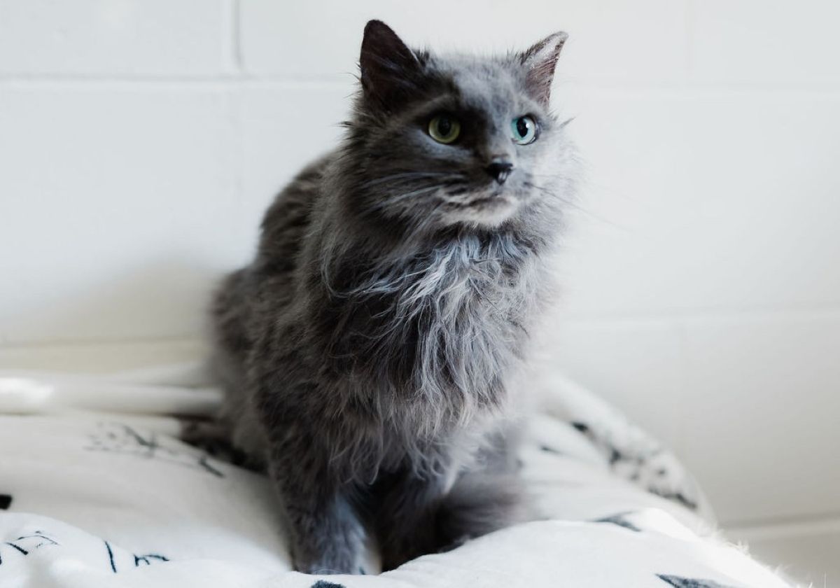 Winston the cat