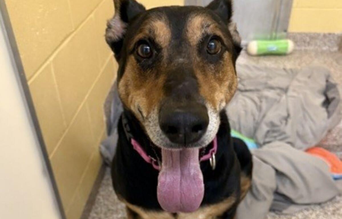 Foley, pet of the week at MHS
