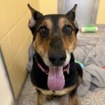 Foley, pet of the week at MHS