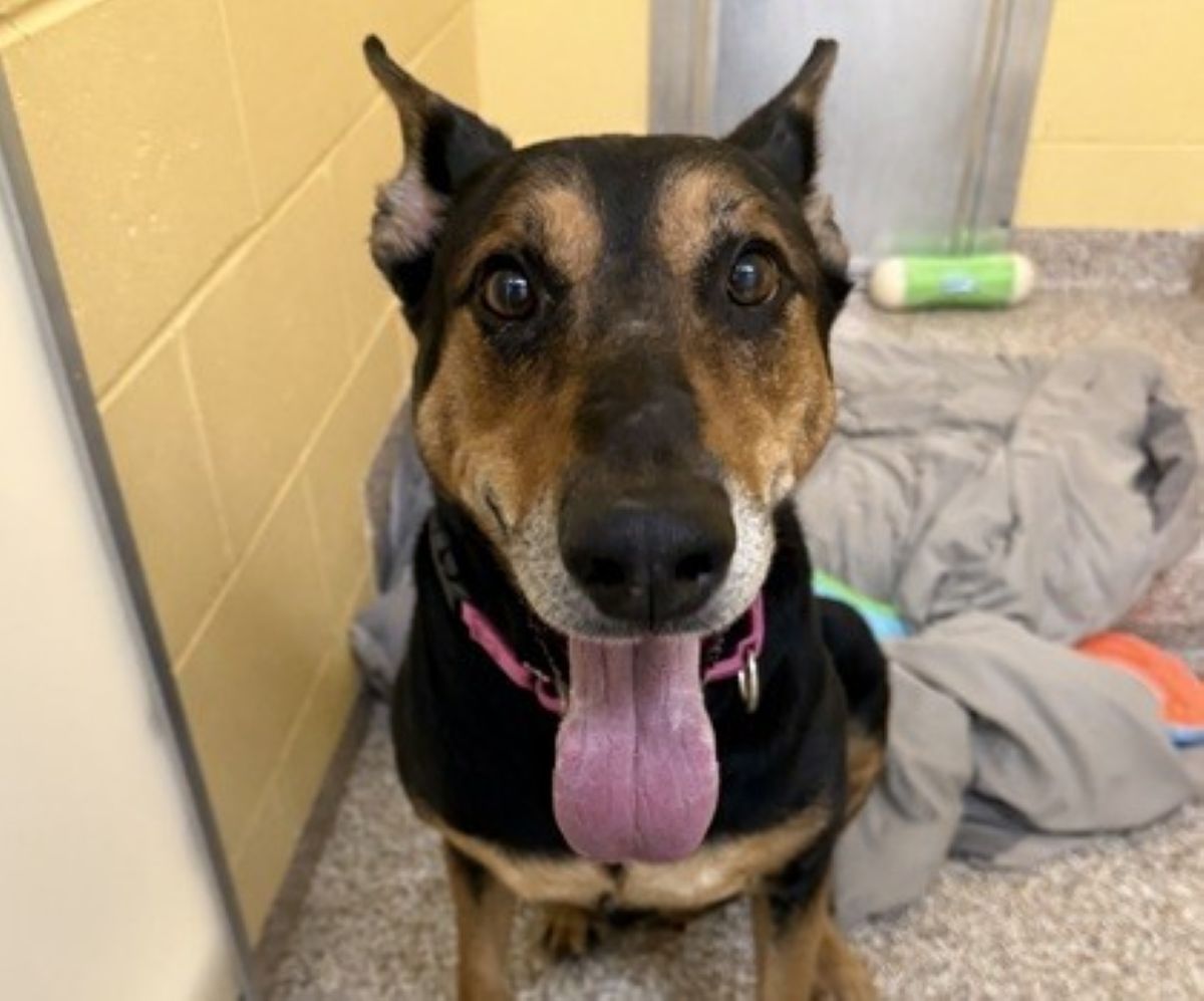 Foley, pet of the week at MHS