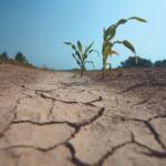 Drought grants
