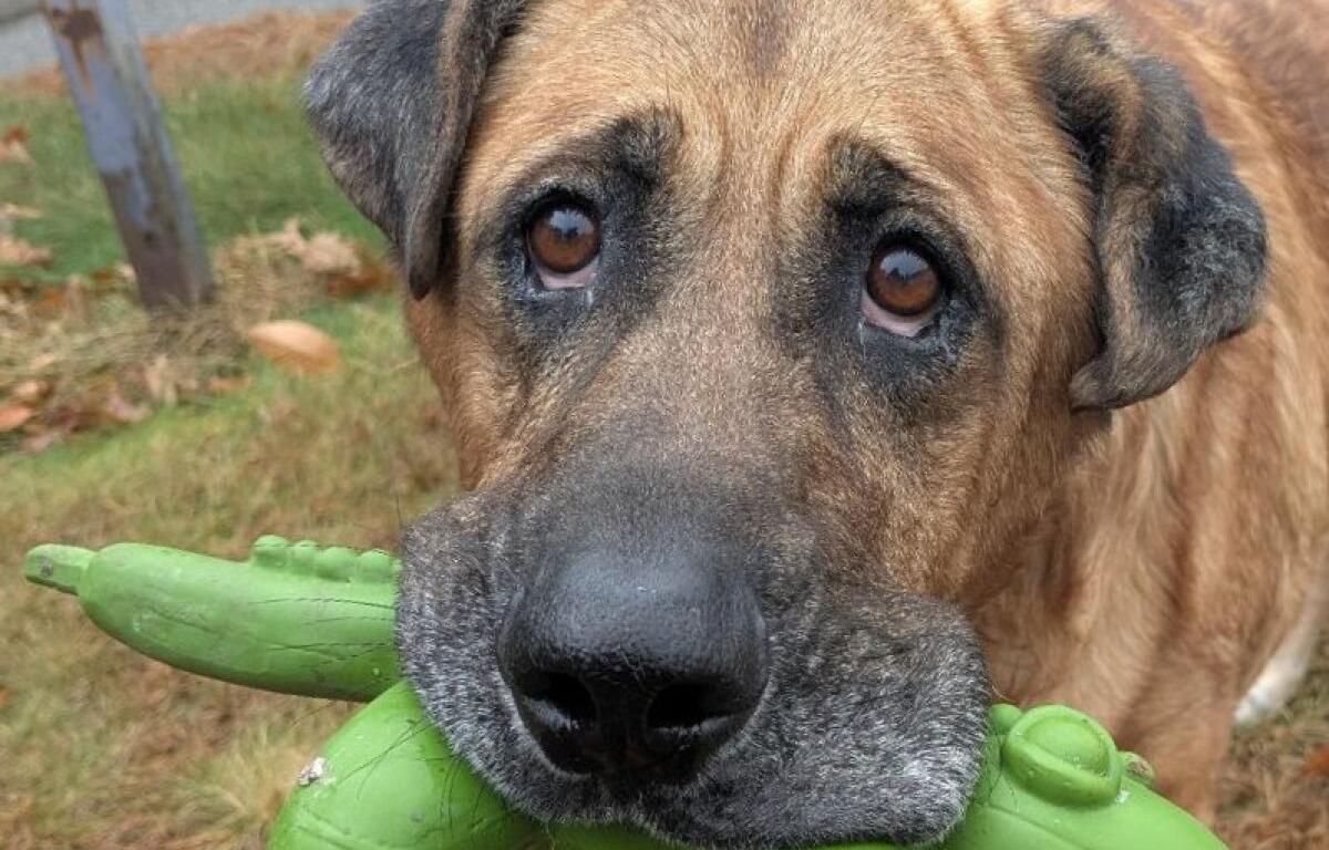 Duke, Monadnock Humane Society pet of the week