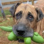 Duke, Monadnock Humane Society pet of the week