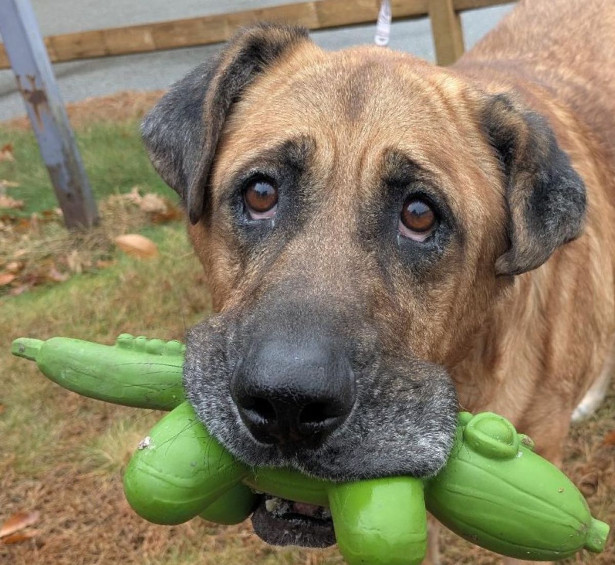 Duke, Monadnock Humane Society pet of the week