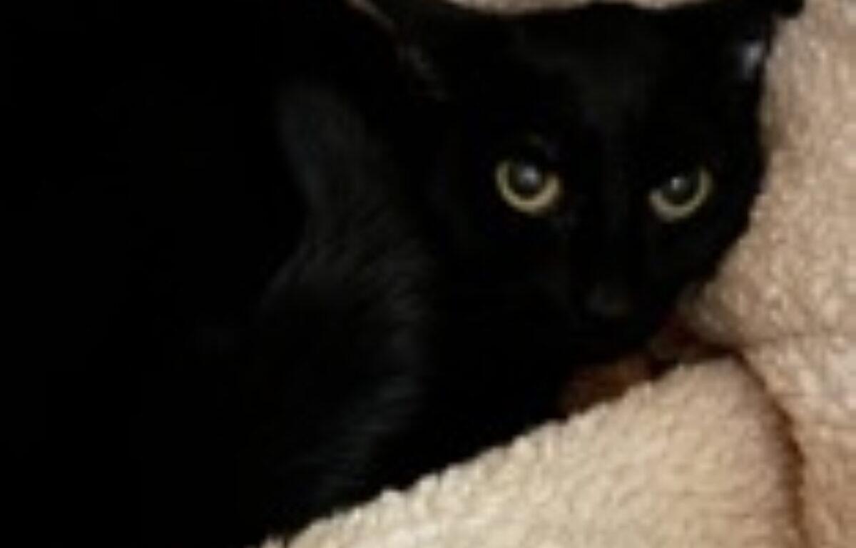 Nilly the cat, up for adoption at MHS