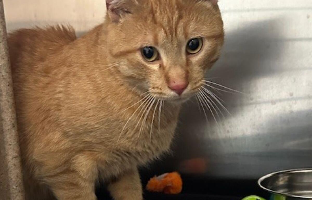 Tajin the cat up for adoption at MHS