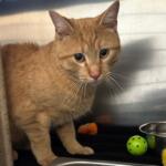 Tajin the cat up for adoption at MHS