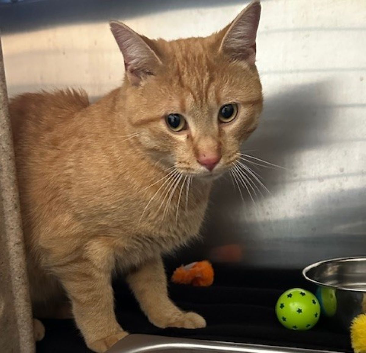 Tajin the cat up for adoption at MHS