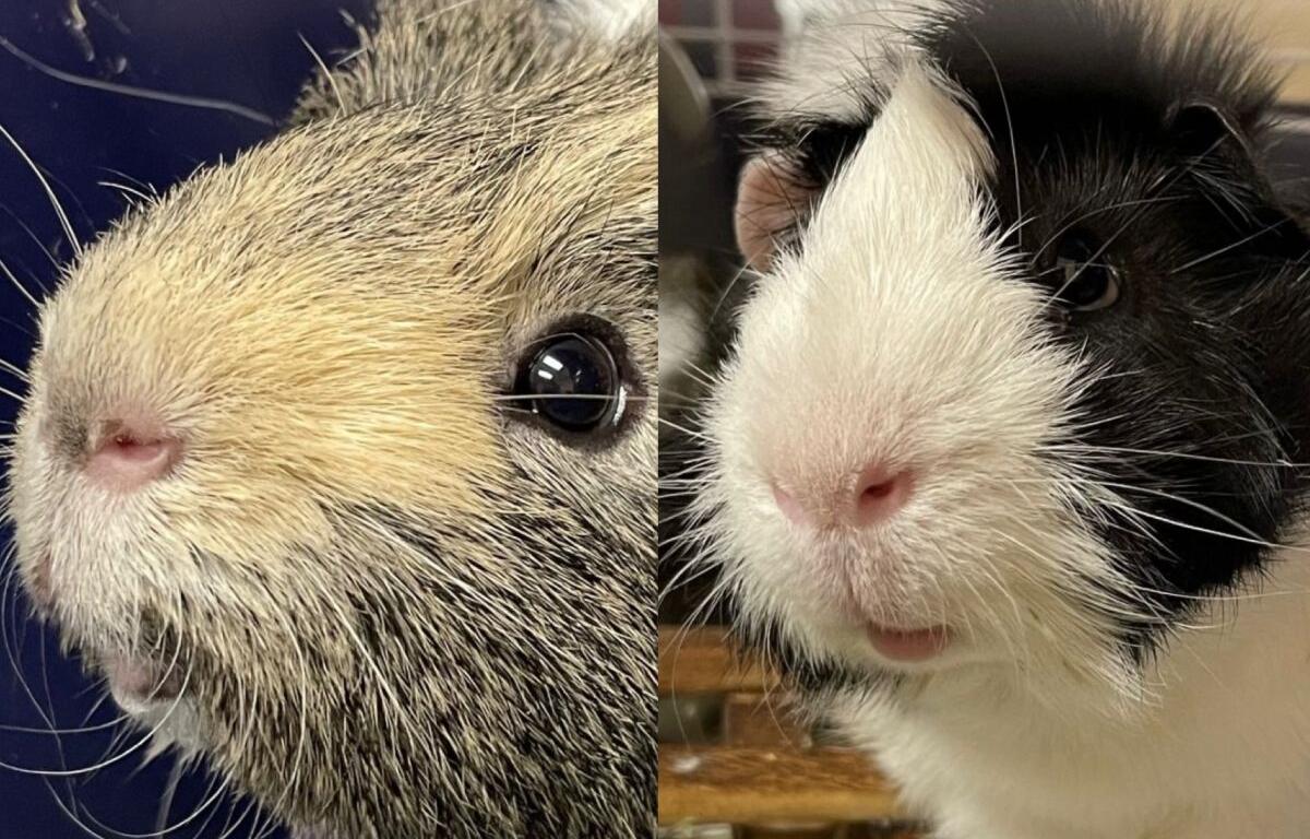 Ernie and Stu, bonded Guinea pigs