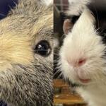 Ernie and Stu, bonded Guinea pigs