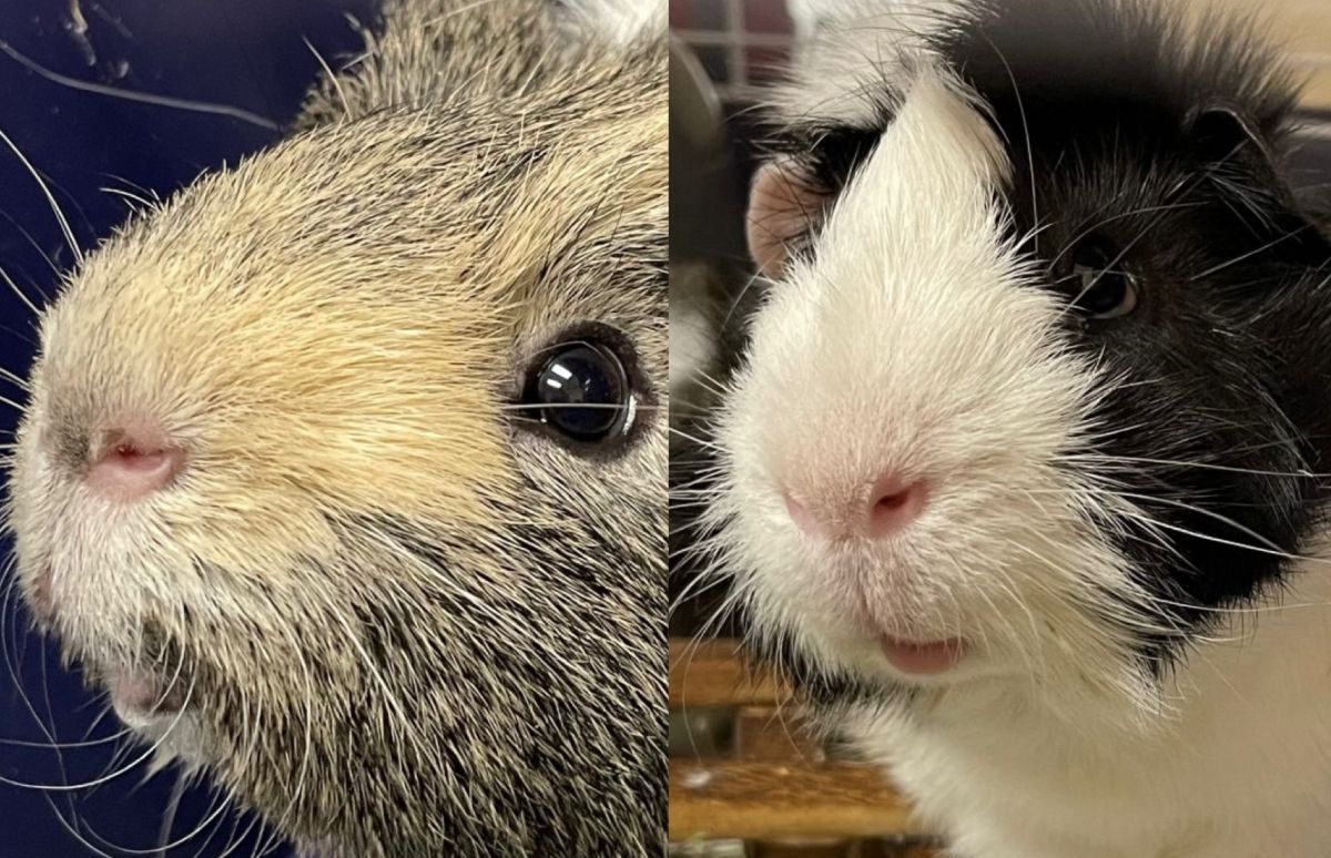 Ernie and Stu, bonded Guinea pigs