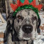 Oreo, MHS pet of the week