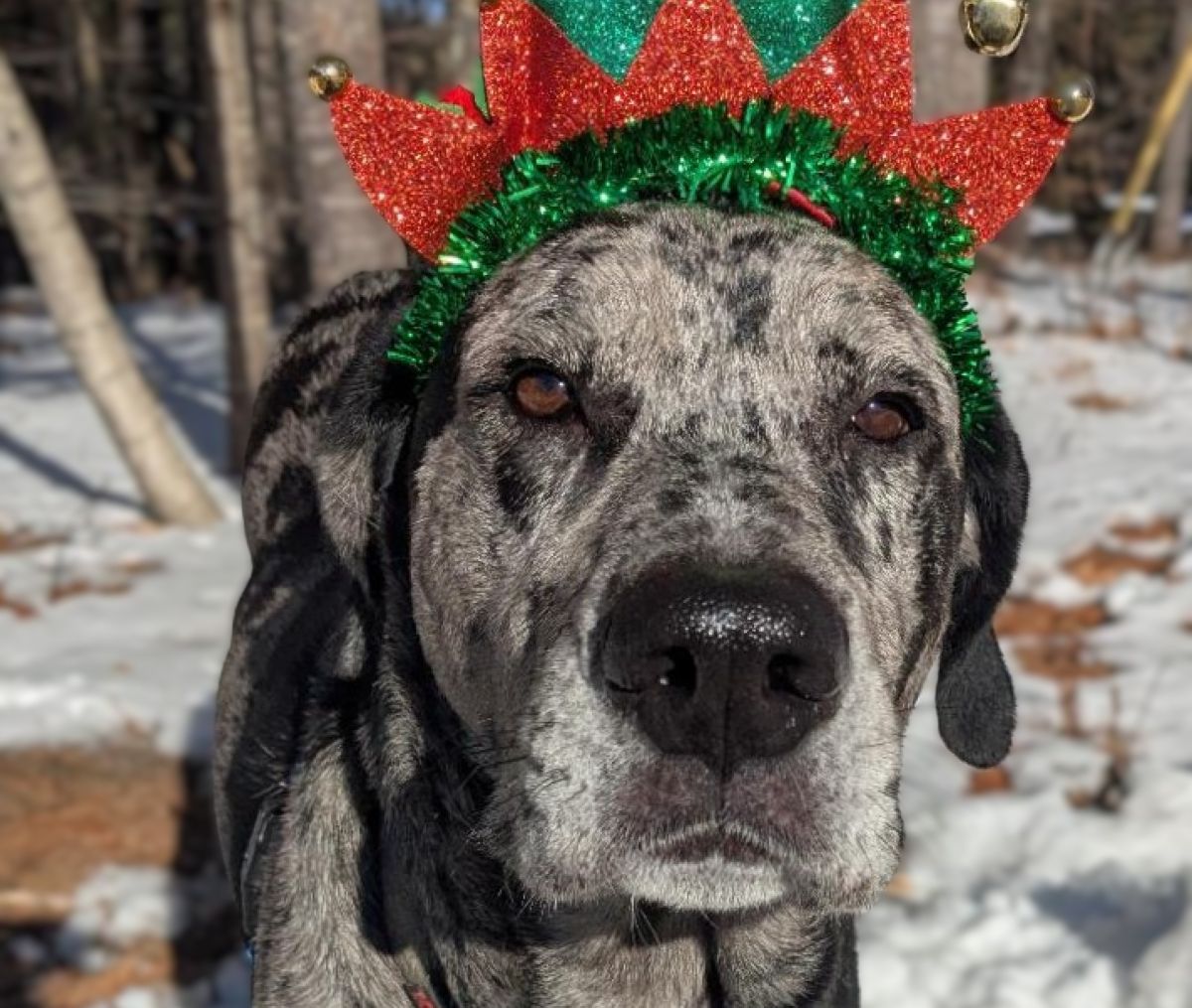 Oreo, MHS pet of the week