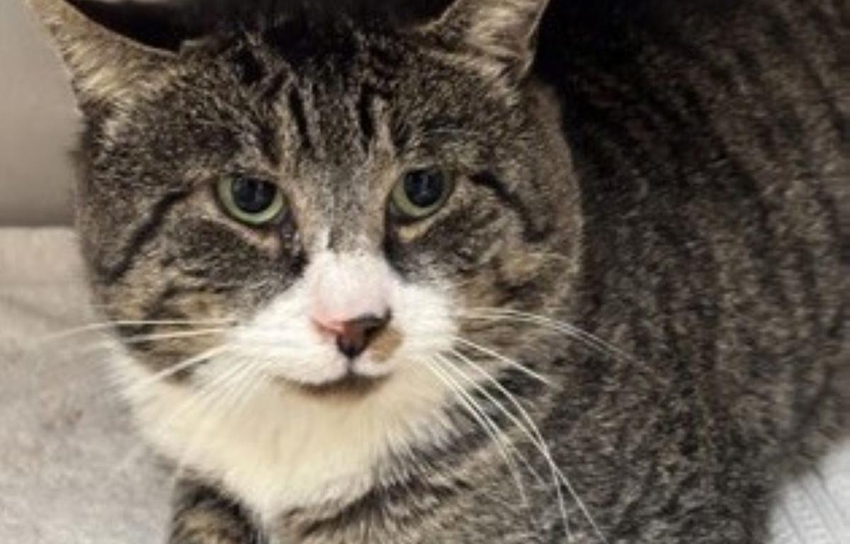 Parker, pet of the week at Monadnock Humane Society