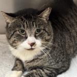 Parker, pet of the week at Monadnock Humane Society