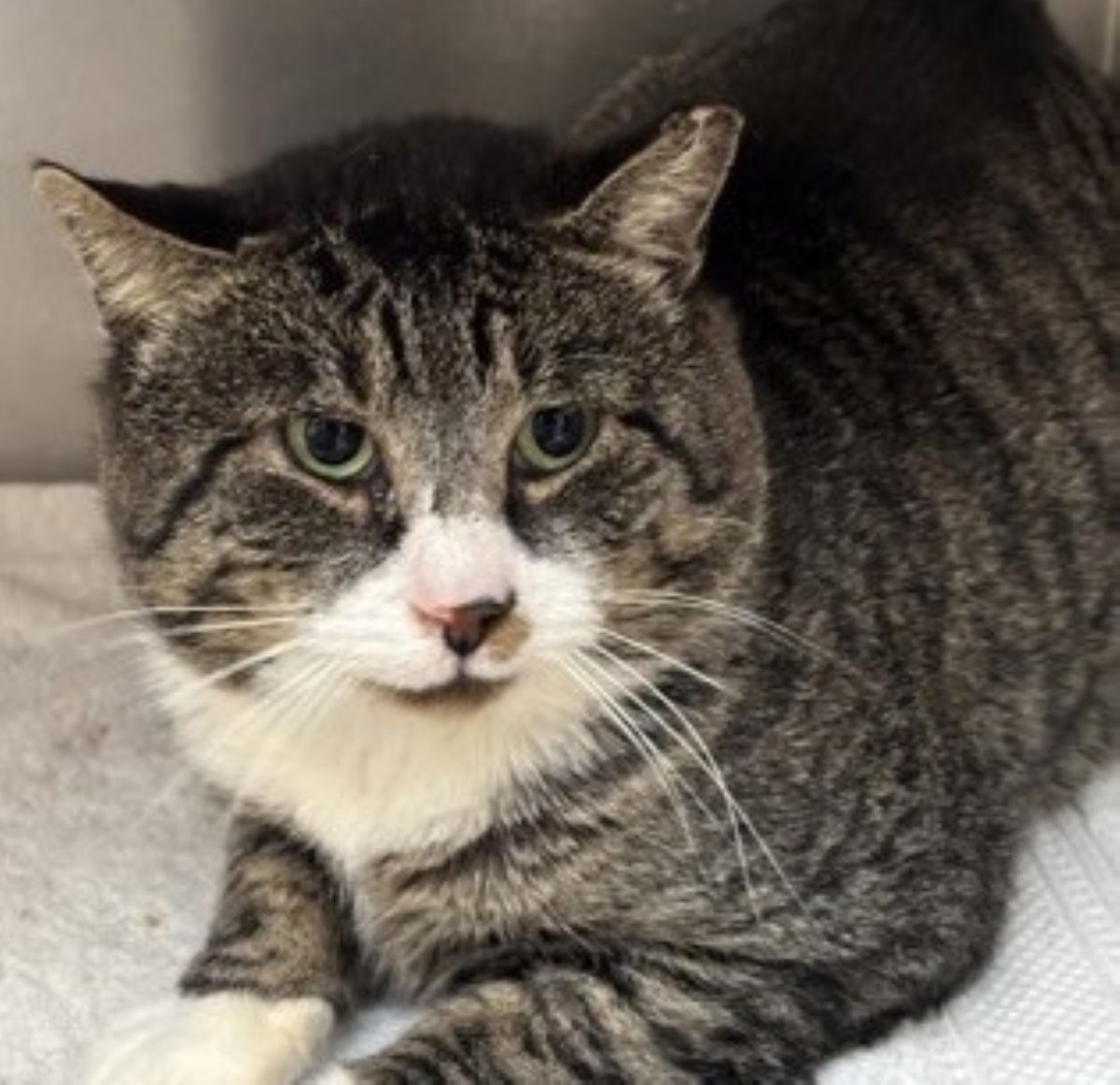 Parker, pet of the week at Monadnock Humane Society