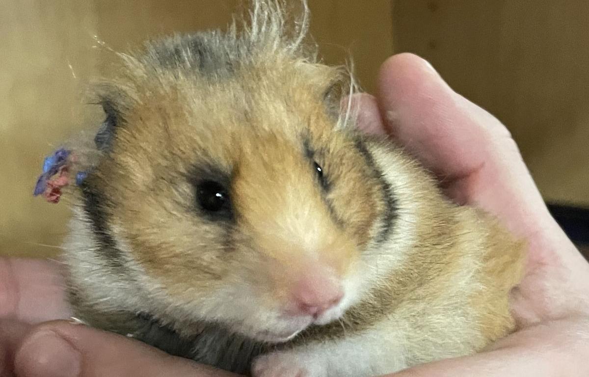 Momma the hamster, pet of the week at MHS